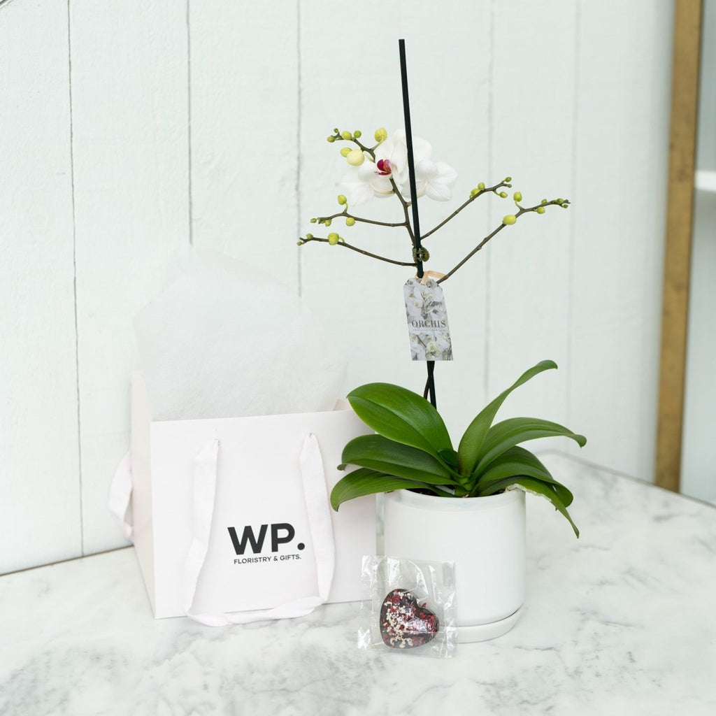 Potted White Orchid - Premium Flower from Wild Poppies - Just $119! Shop now at Wild Poppies
