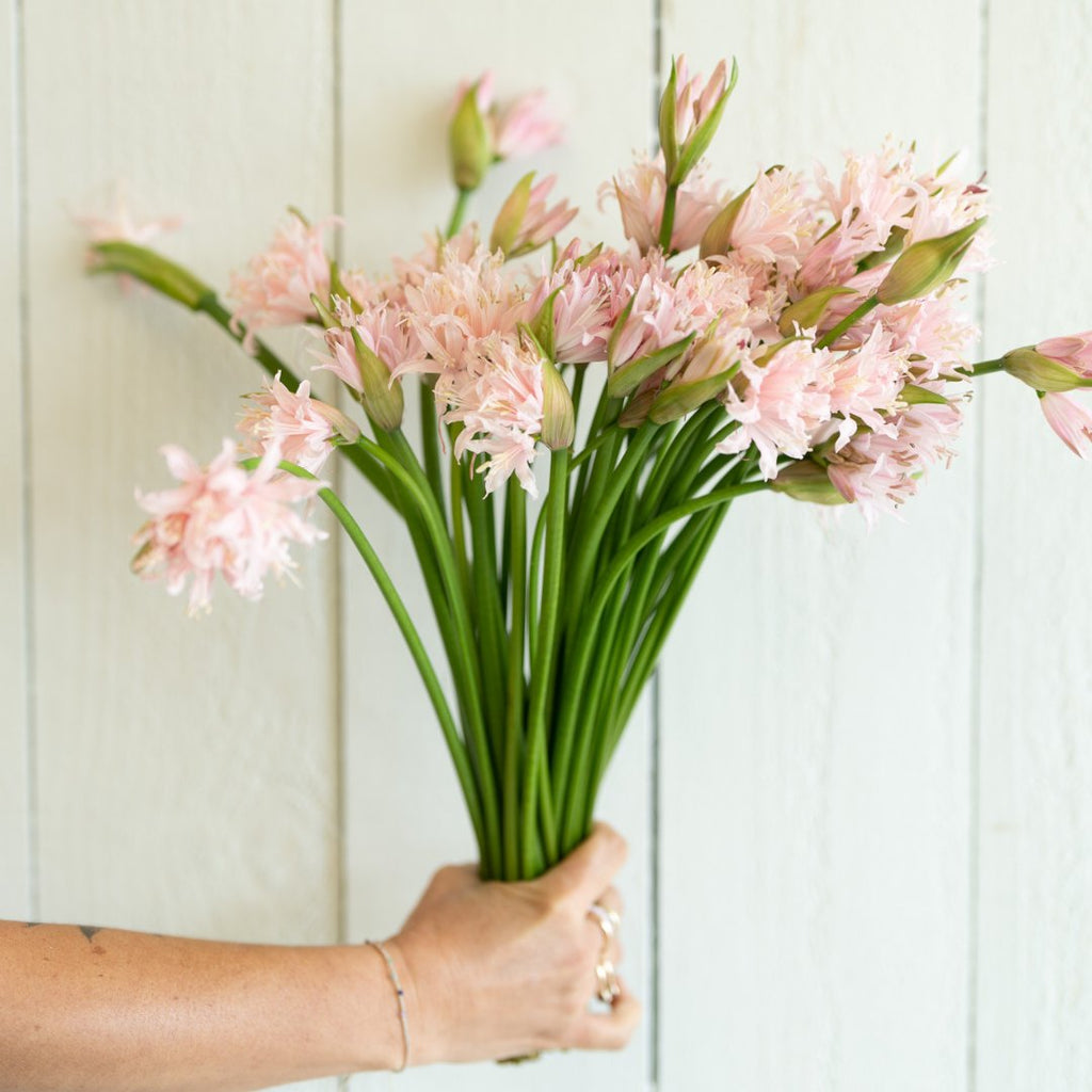 Flower Trends From Around the World - Wild Poppies
