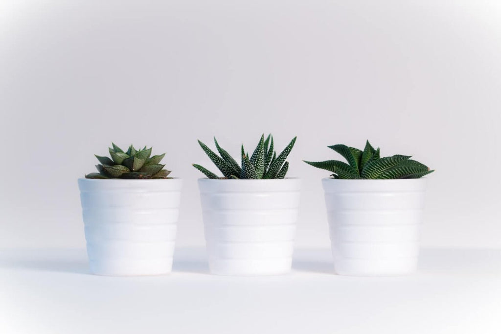 Succulent Plants - Types and Trends - Wild Poppies