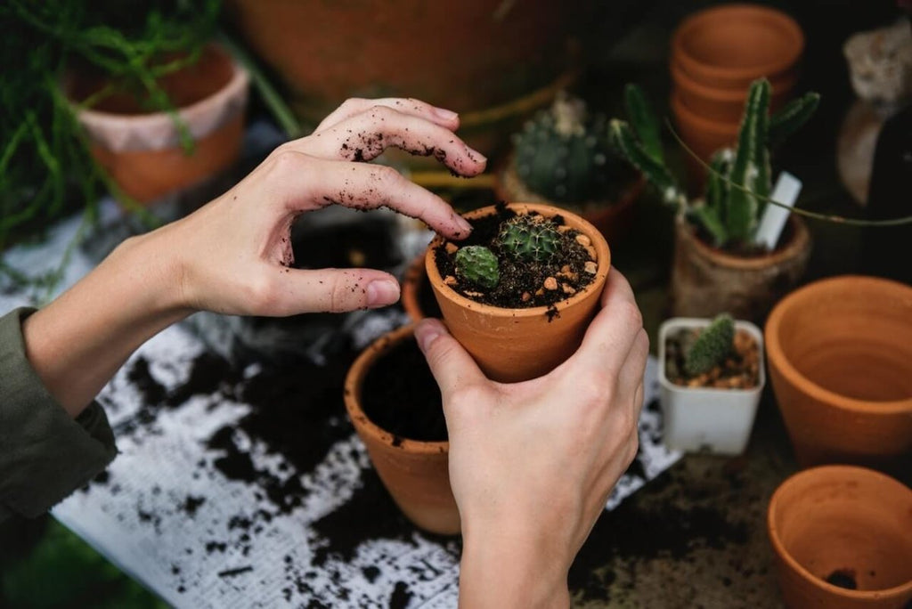 The Ultimate Guide to Growing New Plants from Cuttings - Wild Poppies