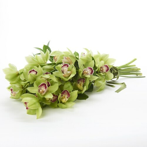 Orchids