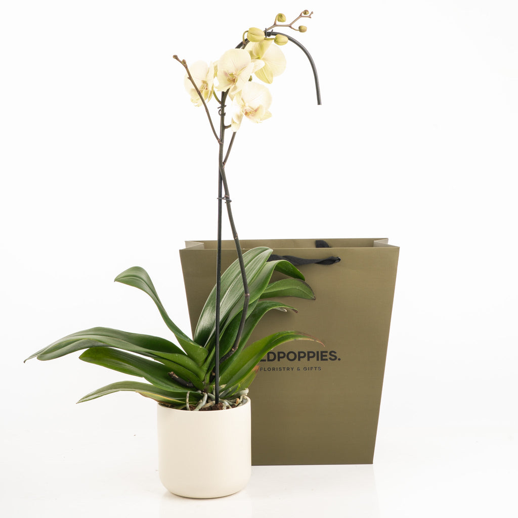 Flower Delivery Ellerslie | Same Day Flower Delivery Bouquets Gift Boxes