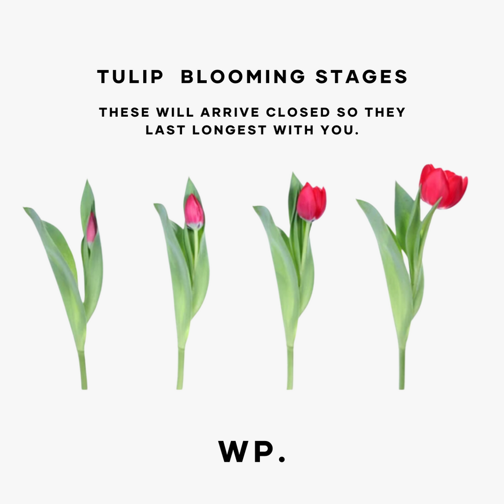 Market Mixed Tulips and Cupcakes - Wild Poppies