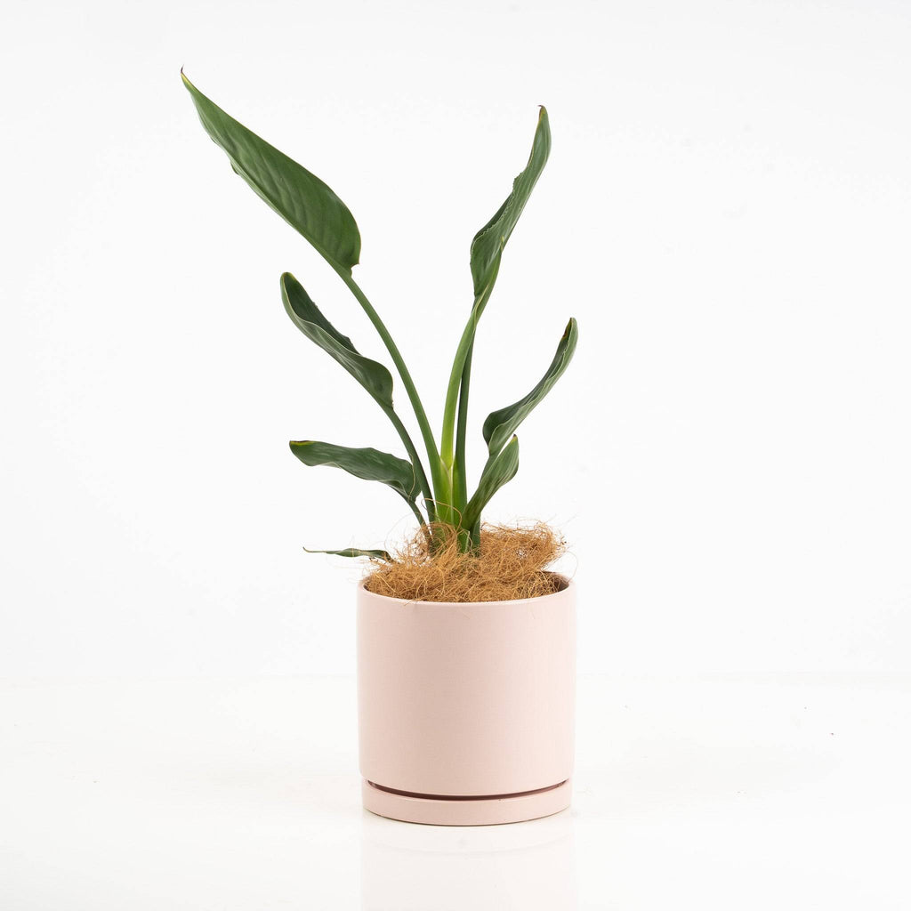 Potted plant in a white pot on a white background