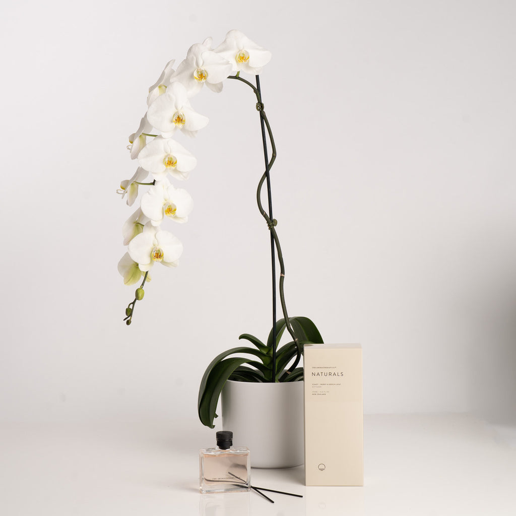 White Phalaenopsis Orchid Plant and Aromatherapy Set - Wild Poppies -  Flower - Same Day Flower Delivery Auckland - Auckland Flower Delivery \ Florists - boutique gift boxes 