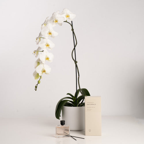 White Phalaenopsis Orchid Plant and Aromatherapy Set - Wild Poppies -  Flower - Same Day Flower Delivery Auckland - Auckland Flower Delivery \ Florists - boutique gift boxes 