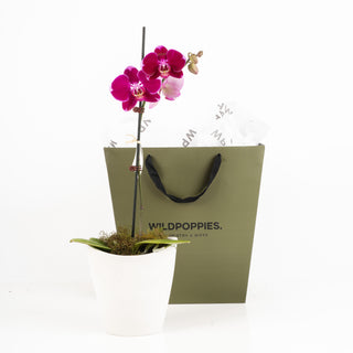 Phalaenopsis Fuchsia Orchid Plant