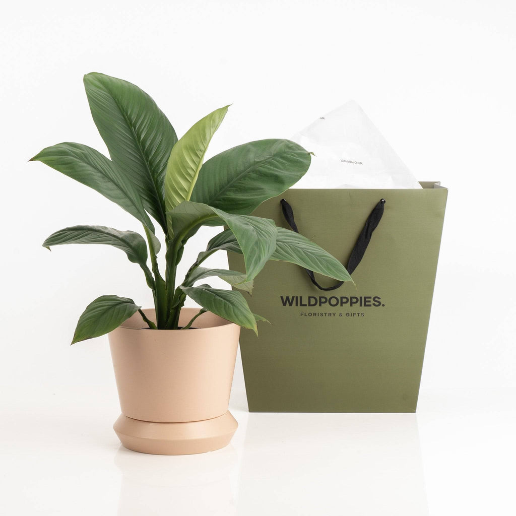 Peace Lily Potted Plant with lush green leaves in a beige pot, displayed beside a Wild Poppies gift bag for home or office decor.