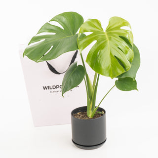 Monstera Plant & Petal Cupcakes