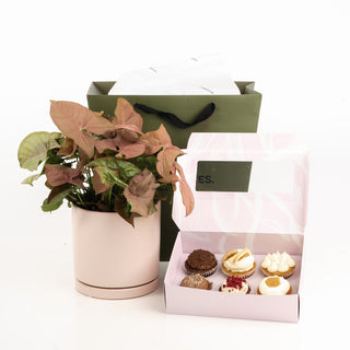Potted Pink Heart Plant & Cupcake Gift