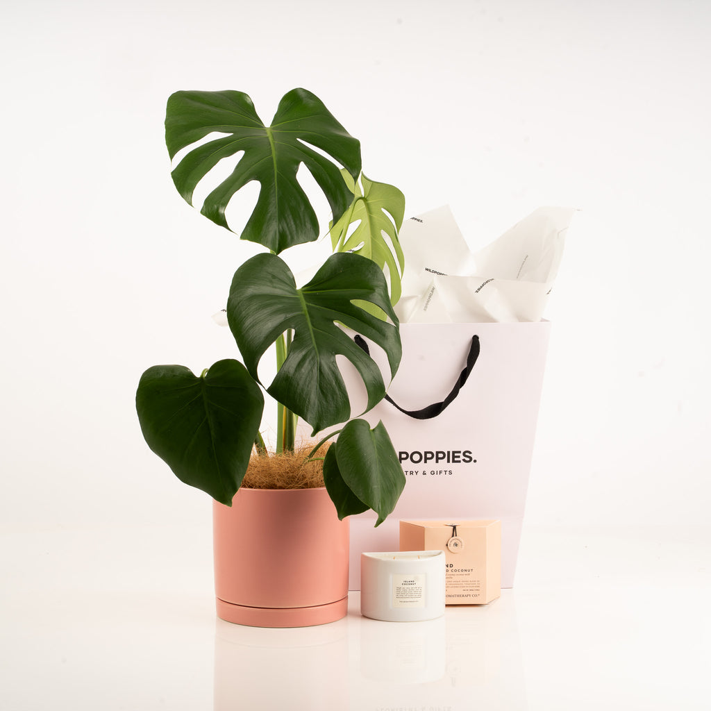 Potted plant with a white bag labeled 'POPPIES' in the background