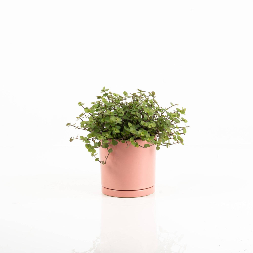 Callisia Bubbles Plant - Wild Poppies -  Flower - Same Day Flower Delivery Auckland - Auckland Flower Delivery \ Florists - boutique gift boxes 