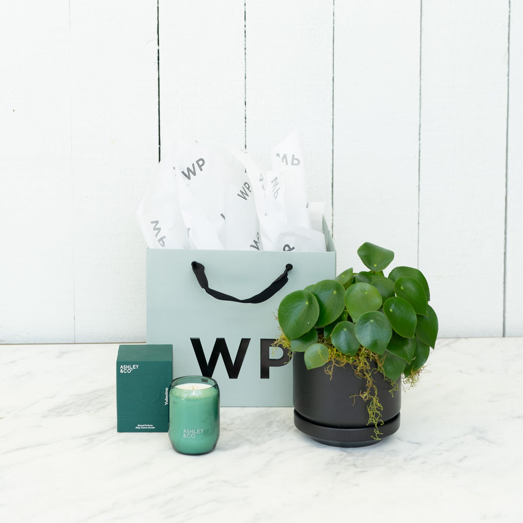 Potted Peperomia Plant with Ashley & Co - Wild Poppies -   - Same Day Flower Delivery Auckland - Auckland Flower Delivery \ Florists - boutique gift boxes 