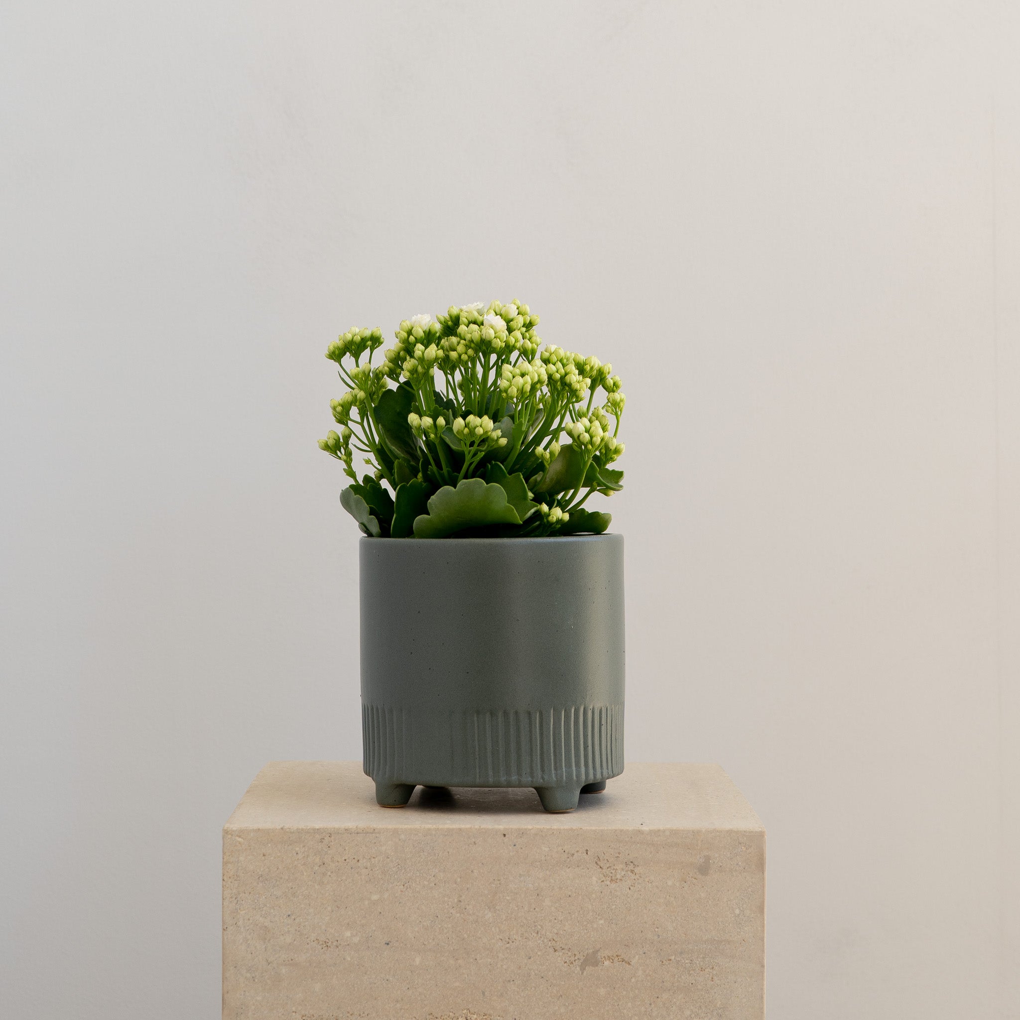 Kalanchoe - Wild Poppies -  Flower - Same Day Flower Delivery Auckland - Auckland Flower Delivery \ Florists - boutique gift boxes