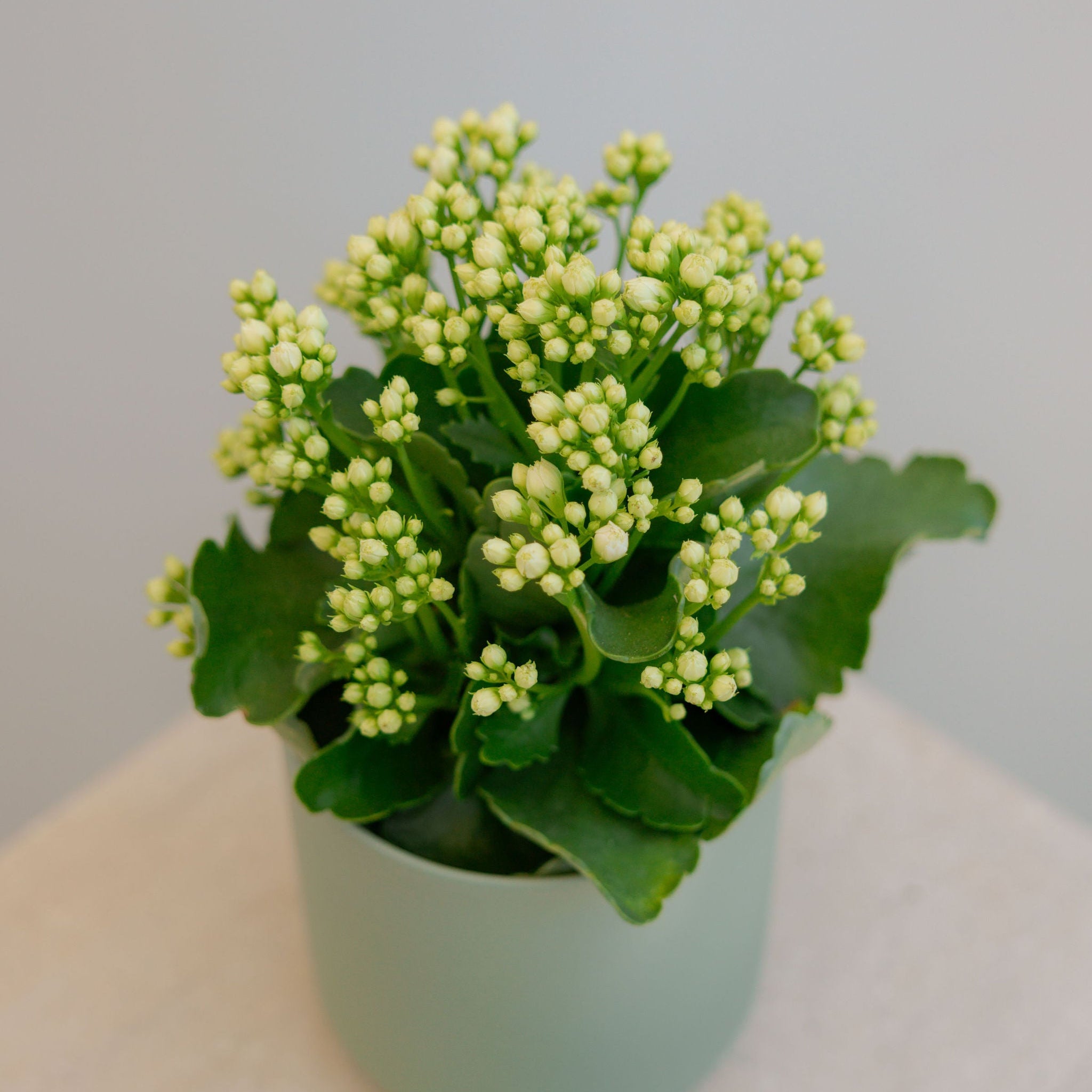 Kalanchoe - Wild Poppies -  Flower - Same Day Flower Delivery Auckland - Auckland Flower Delivery \ Florists - boutique gift boxes