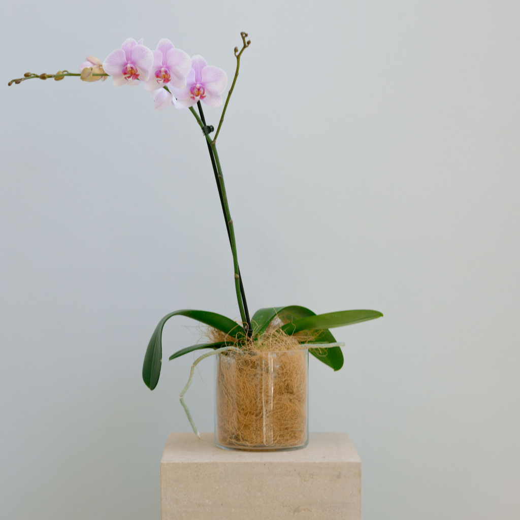 Lilac Pink Orchid - Wild Poppies -  Flower - Same Day Flower Delivery Auckland - Auckland Flower Delivery - Florists - boutique gift boxes