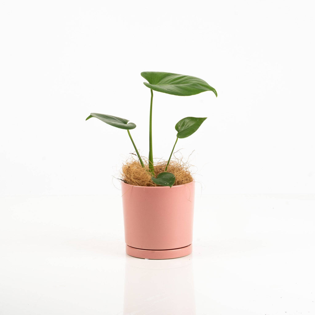 Small potted plant in a pink pot on a white background