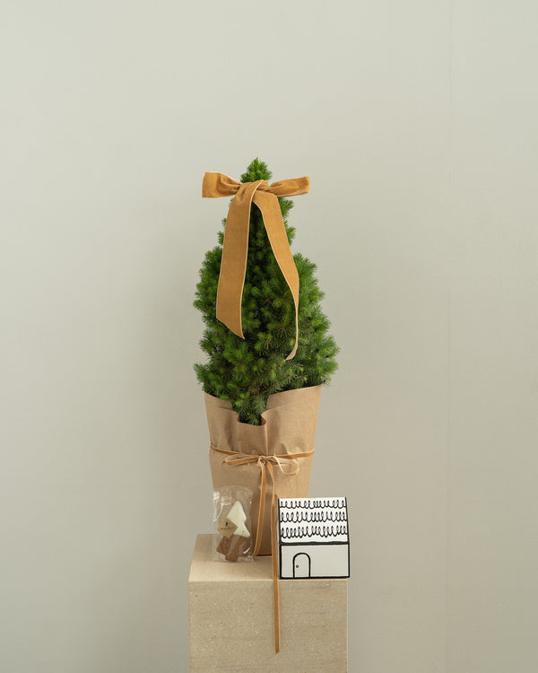Mini Christmas Tree - Wild Poppies -  Flower - Same Day Flower Delivery Auckland - Auckland Flower Delivery \ Florists - boutique gift boxes