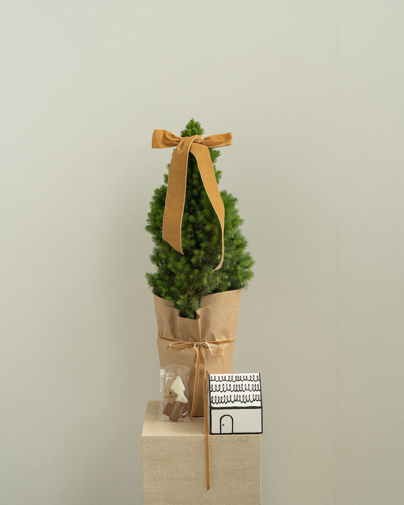 Mini Christmas Tree - Wild Poppies -  Flower - Same Day Flower Delivery Auckland - Auckland Flower Delivery \ Florists - boutique gift boxes
