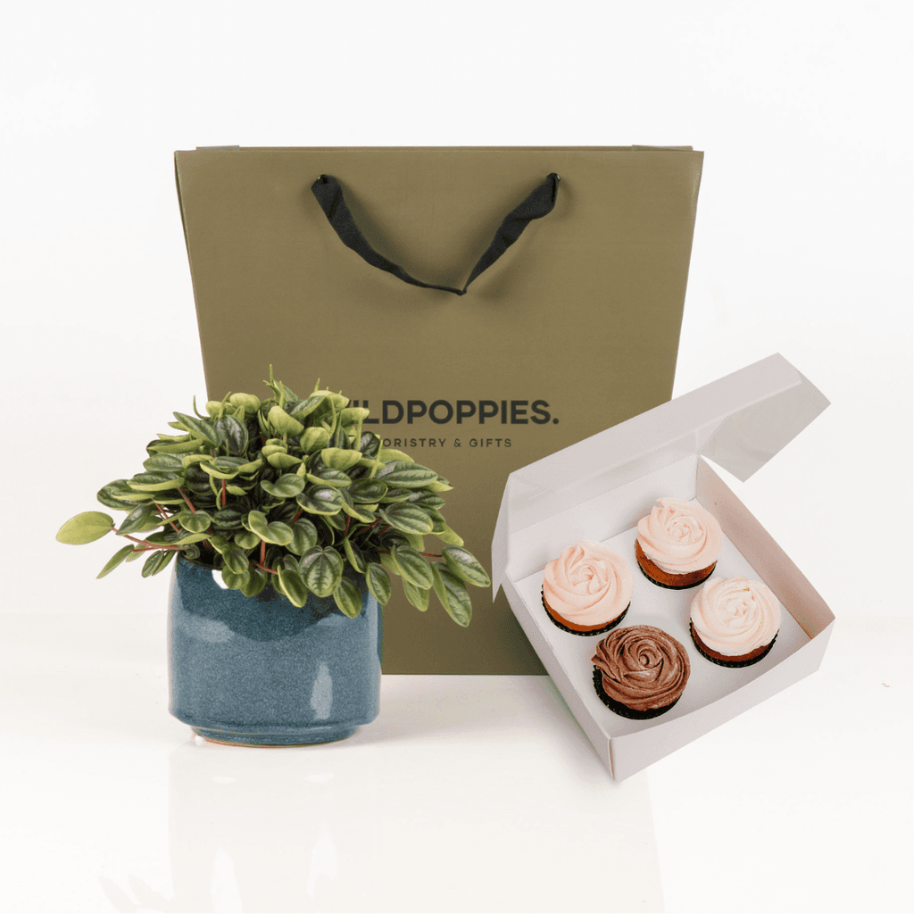 Peperomia Plant & Cupcakes | Weekly Best Buy gift set featuring a lush potted Peperomia plant and four gourmet cupcakes in a Wild Poppies gift bag.
