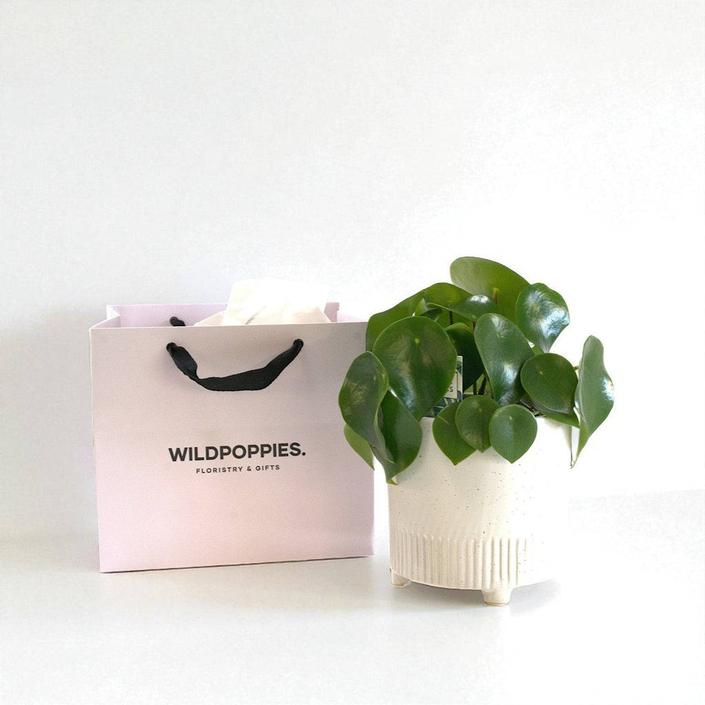 Raindrop Peperomia in Ceramic Pot - Wild Poppies -  Flower - Same Day Flower Delivery Auckland - Auckland Flower Delivery \ Florists - boutique gift boxes
