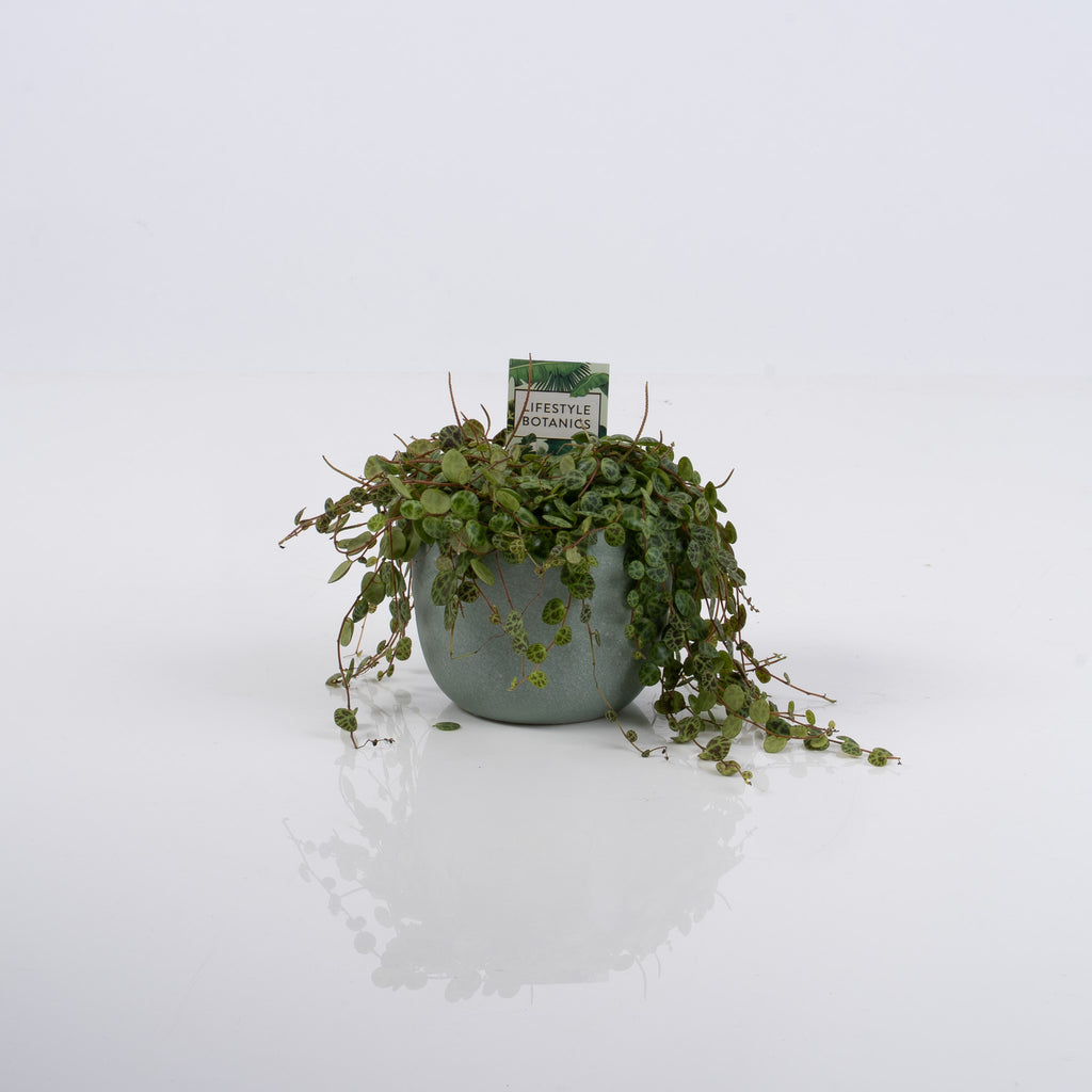 Potted Plant - Wild Poppies -  Flower - Same Day Flower Delivery Auckland - Auckland Flower Delivery \ Florists - boutique gift boxes
