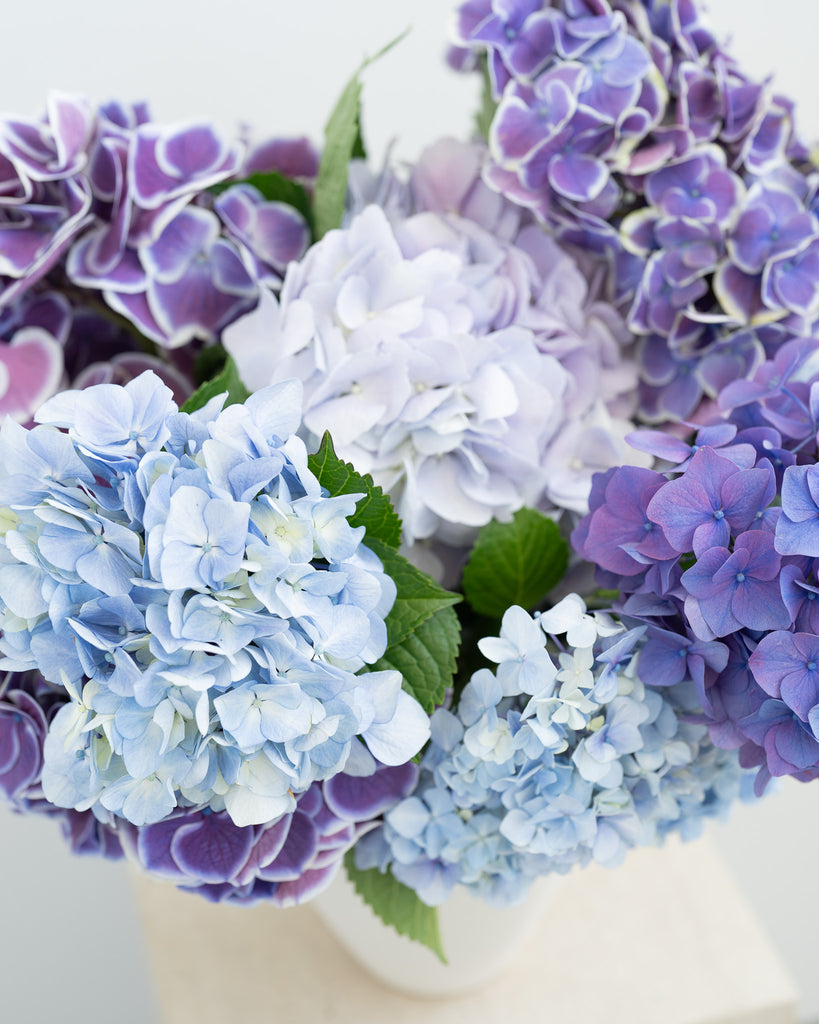 Blue Hyrangea and Cupcakes - Wild Poppies -  Flower - Same Day Flower Delivery Auckland - Auckland Flower Delivery - Florists - boutique gift boxes