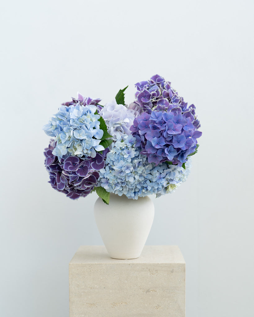 Blue Hyrangea and Cupcakes - Wild Poppies -  Flower - Same Day Flower Delivery Auckland - Auckland Flower Delivery - Florists - boutique gift boxes