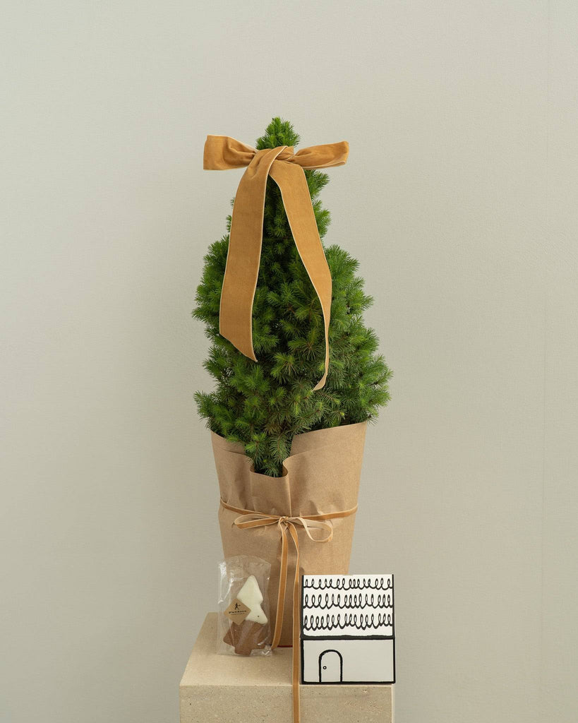 Mini Christmas Tree with Gingerbread Tree Box - Wild Poppies -  Flower - Same Day Flower Delivery Auckland - Auckland Flower Delivery \ Florists - boutique gift boxes