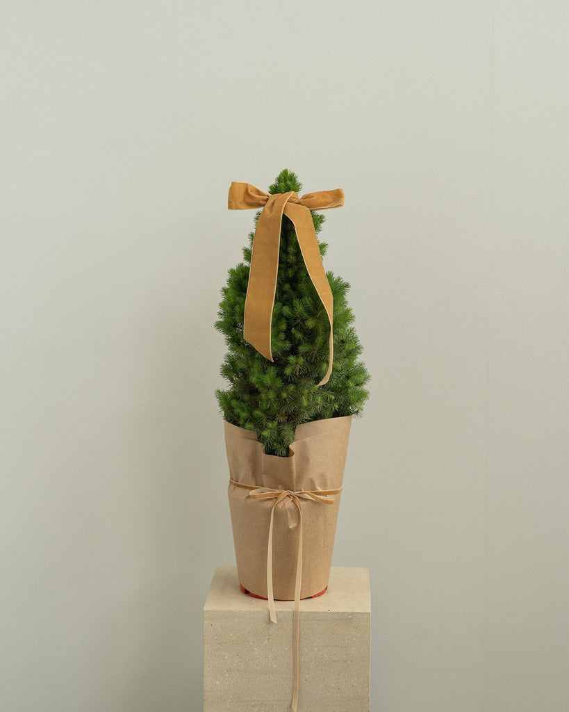Mini Christmas Tree - Wild Poppies -  Flower - Same Day Flower Delivery Auckland - Auckland Flower Delivery \ Florists - boutique gift boxes