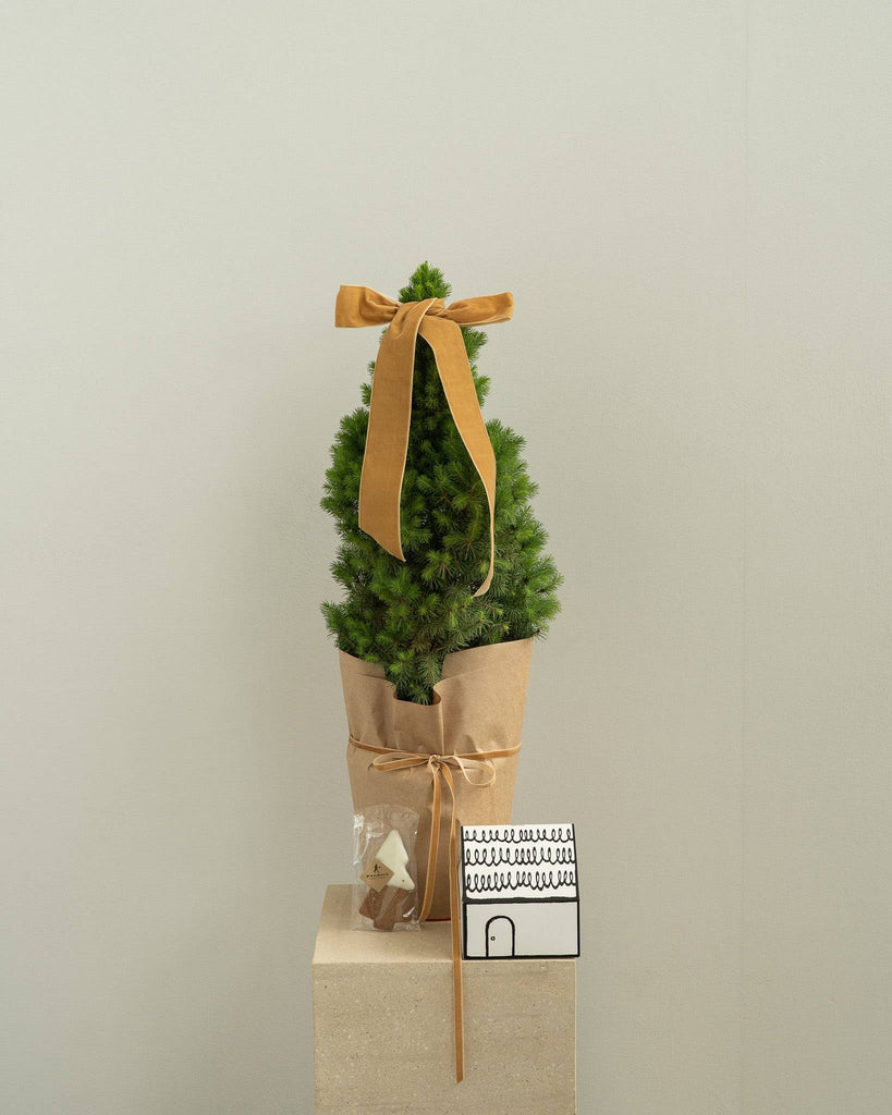 Mini Christmas Tree with Gingerbread Tree Box - Wild Poppies -  Flower - Same Day Flower Delivery Auckland - Auckland Flower Delivery \ Florists - boutique gift boxes
