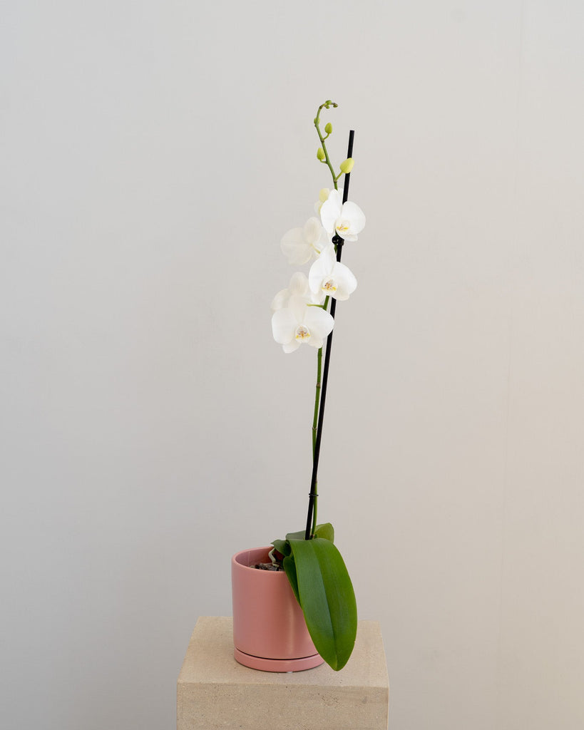 Elegant White Phalaenopsis Orchid - Wild Poppies -  Flower - Same Day Flower Delivery Auckland - Auckland Flower Delivery - Florists - boutique gift boxes
