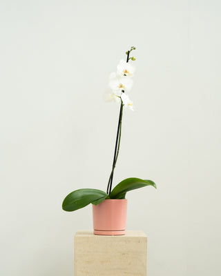 Elegant White Phalaenopsis Orchid