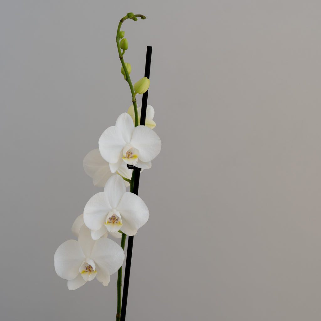 Elegant White Phalaenopsis Orchid - Wild Poppies -  Flower - Same Day Flower Delivery Auckland - Auckland Flower Delivery - Florists - boutique gift boxes
