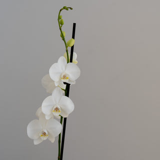 Elegant White Phalaenopsis Orchid