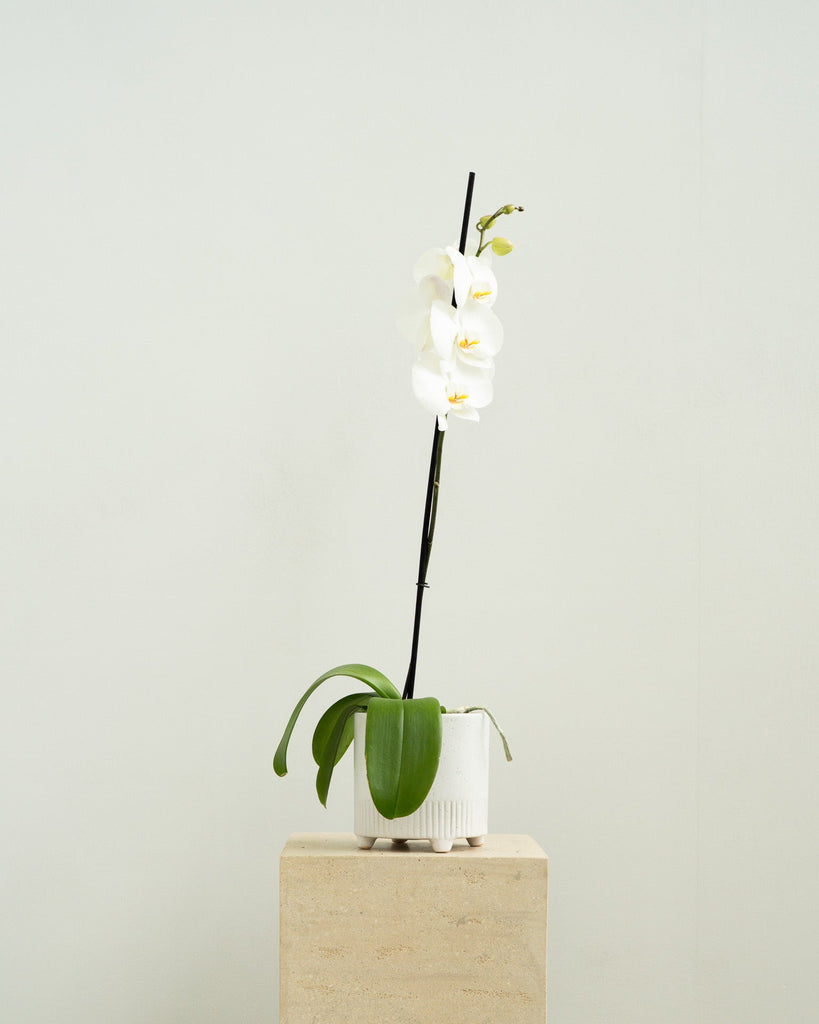 Elegant White Phalaenopsis Orchid - Wild Poppies -  Flower - Same Day Flower Delivery Auckland - Auckland Flower Delivery - Florists - boutique gift boxes