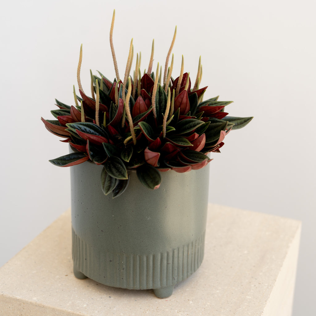 Peperomia - Wild Poppies -  Flower - Same Day Flower Delivery Auckland - Auckland Flower Delivery \ Florists - boutique gift boxes
