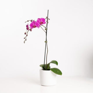 Phalaenopsis Fuchsia Orchid Plant