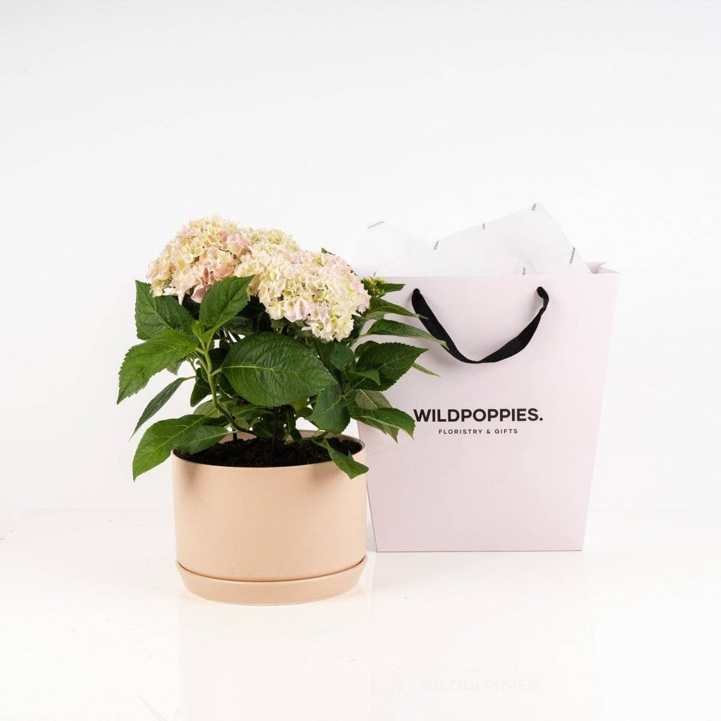 Potted Hydrangea Plants - Wild Poppies Plants Wild Poppies