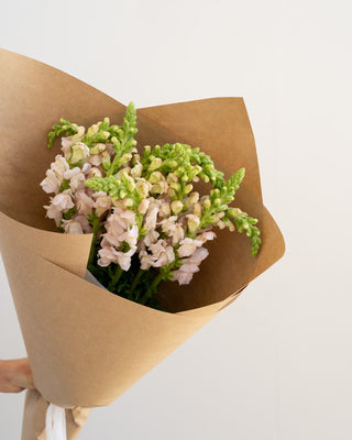 Dusky Pink Snapdragon Bunch