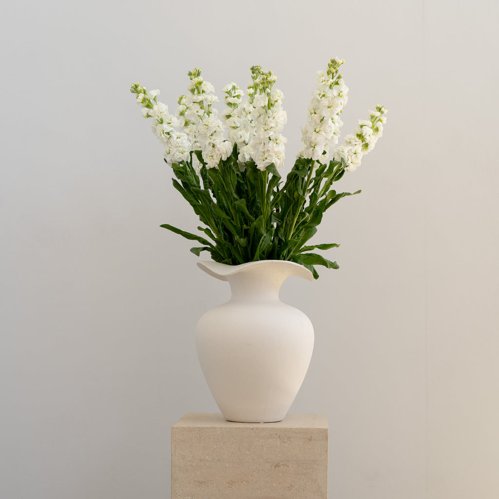 White Stock Bunch - Wild Poppies -  Flower - Same Day Flower Delivery Auckland - Auckland Flower Delivery \ Florists - boutique gift boxes