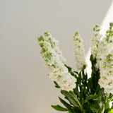 White Stock Bunch - Wild Poppies -  Flower - Same Day Flower Delivery Auckland - Auckland Flower Delivery \ Florists - boutique gift boxes