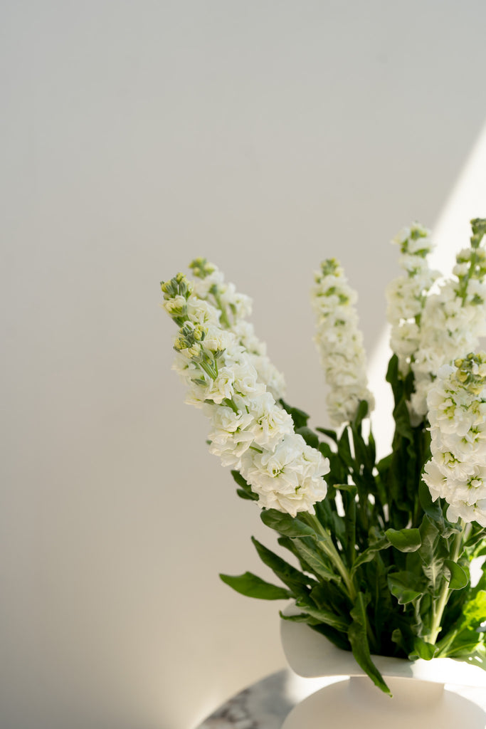 White Stock Bunch - Wild Poppies -  Flower - Same Day Flower Delivery Auckland - Auckland Flower Delivery \ Florists - boutique gift boxes