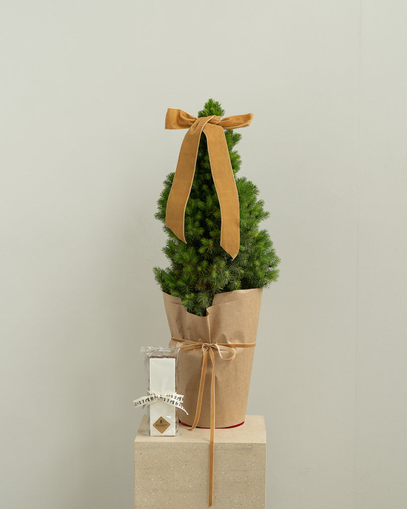 Mini Christmas Tree with Christmas Cake - Wild Poppies -  Flower - Same Day Flower Delivery Auckland - Auckland Flower Delivery \ Florists - boutique gift boxes