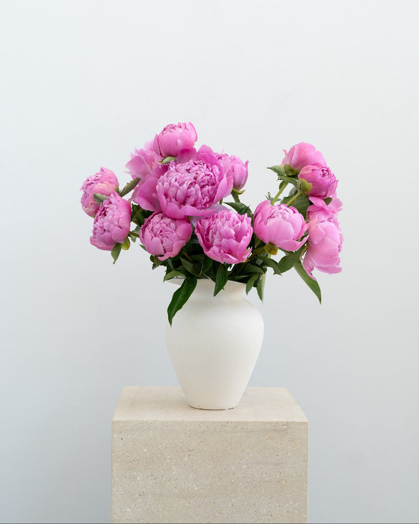 Violet Peonies - - Wild Poppies -  Flower - Same Day Flower Delivery Auckland - Auckland Flower Delivery \ Florists - boutique gift boxes