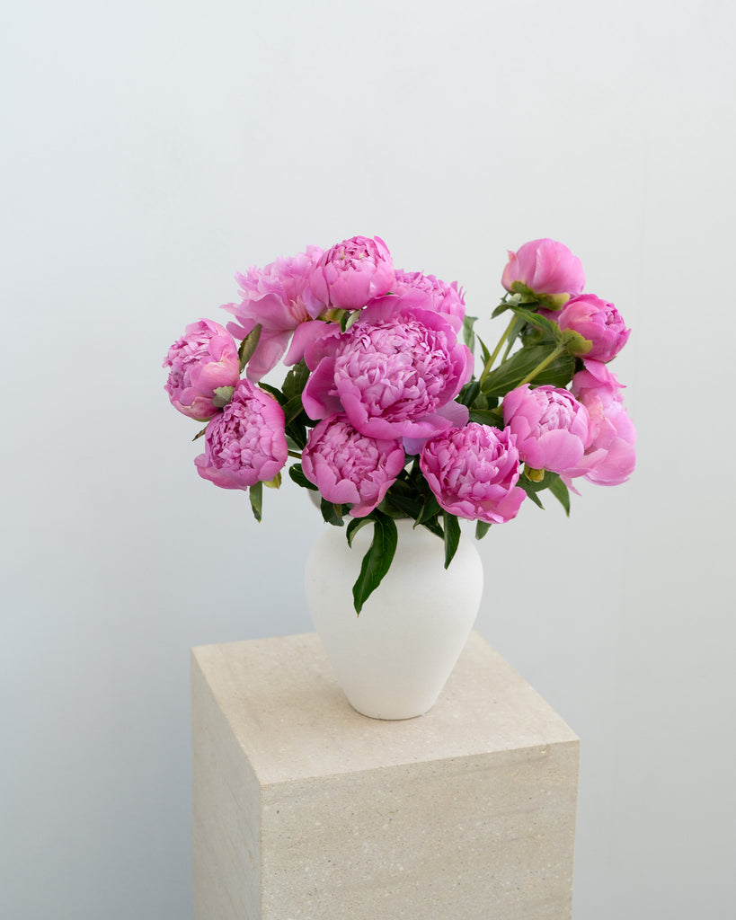 Violet Peonies - - Wild Poppies -  Flower - Same Day Flower Delivery Auckland - Auckland Flower Delivery \ Florists - boutique gift boxes